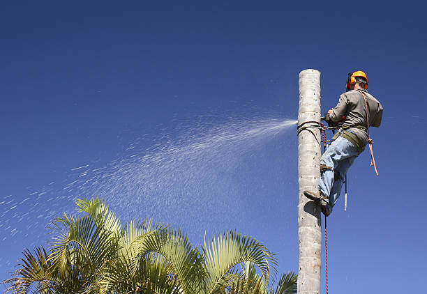 How Our Tree Care Process Works  in  Lewiston, CA