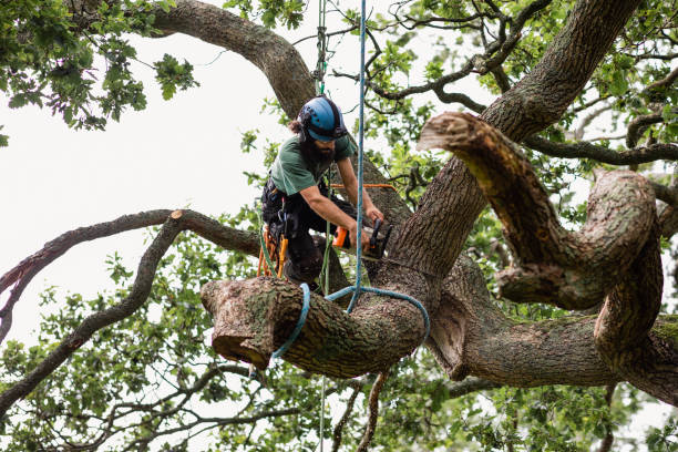 Professional Tree Removal Services in Lewiston, CA