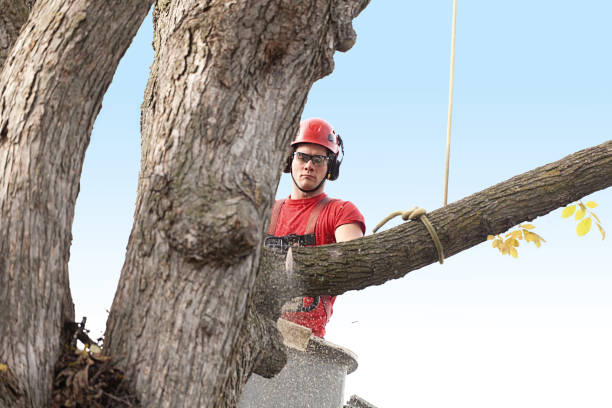 Tree and Shrub Care in Lewiston, CA